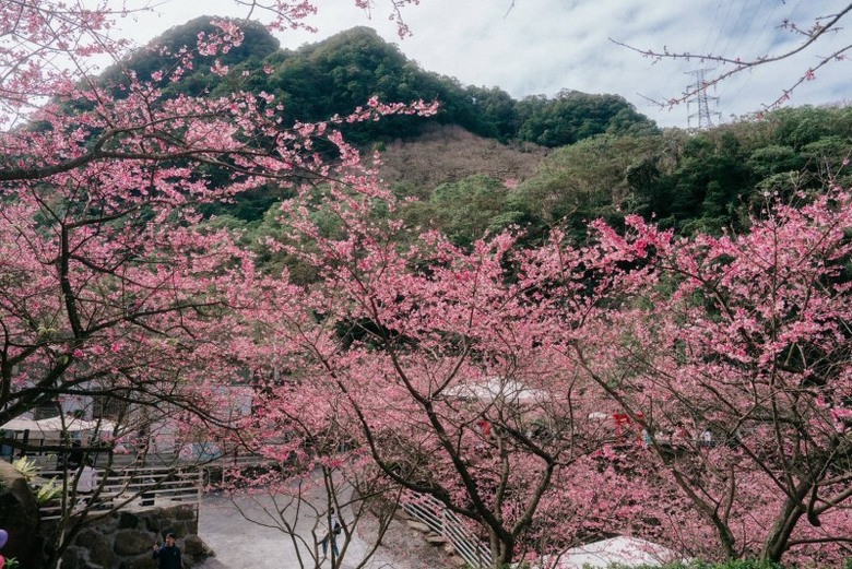 4000棵櫻花齊放！新北三峽「大熊櫻花林」花海實況浪漫登場