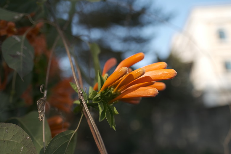 Fuji XF16mmF1.4 遠拍近看迎新春