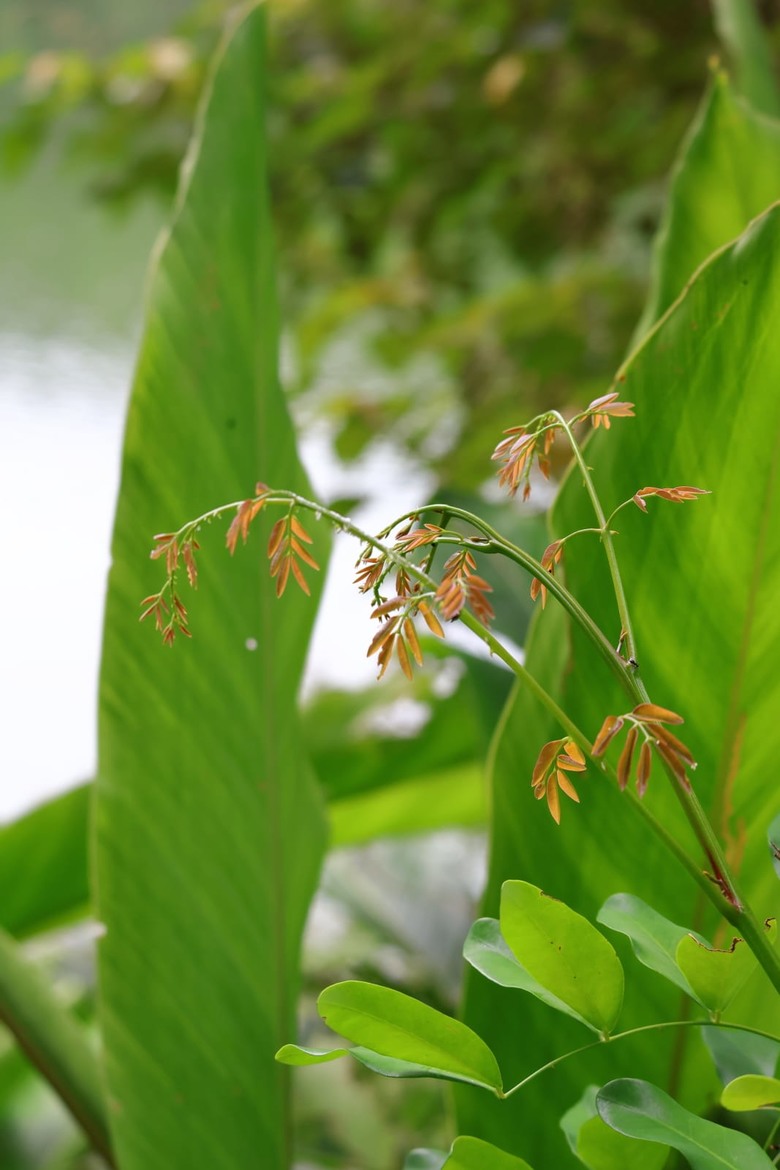 【遊記】一座以「國花」命名的湖泊，先人真的很有想像力，梅花湖 - 大漠國渡