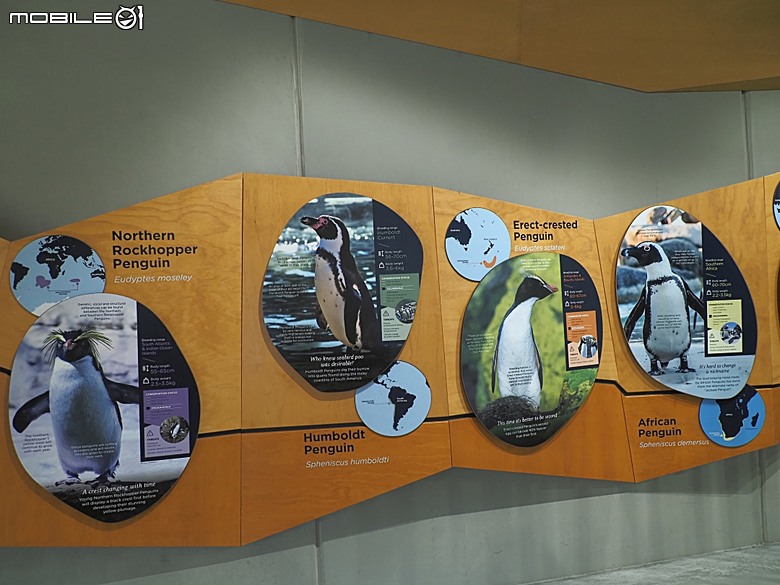 墨爾本近郊之菲利普島(Phillip Island)企鵝歸巢(Penguin Parade)、普芬比利鐵路(Puffing Billy)古董蒸汽火車，附掛旅途中的用餐與沿路風景 — 2026東澳洲四大城巡遊之墨爾本段 第1部