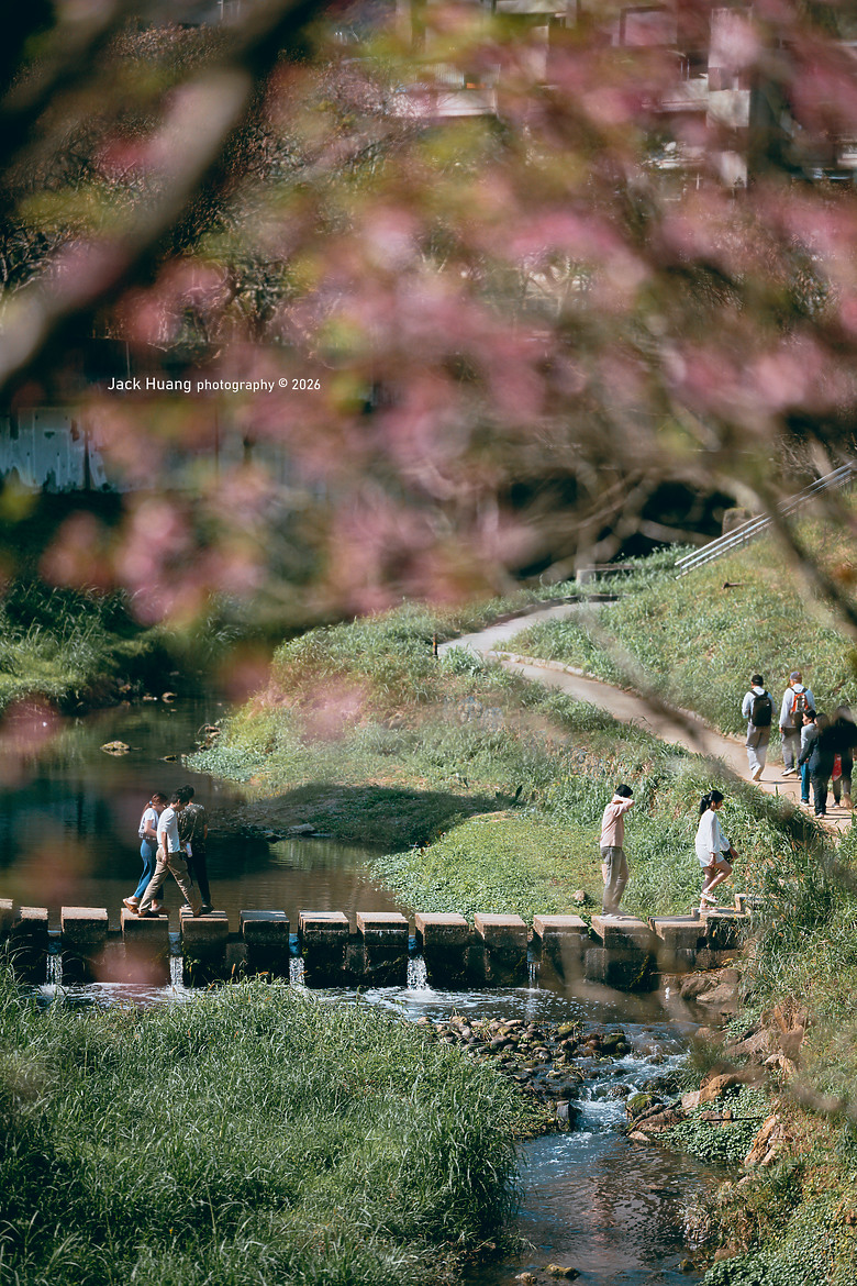 城市裡的櫻花 ZR首拍