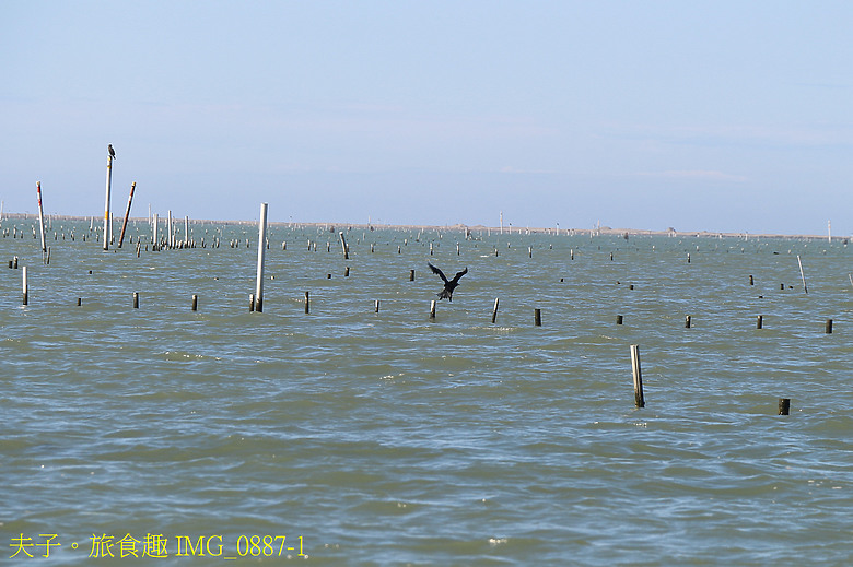 點我看大圖 龍海號生態之旅 七股潟湖近距離觀察鸕鶿