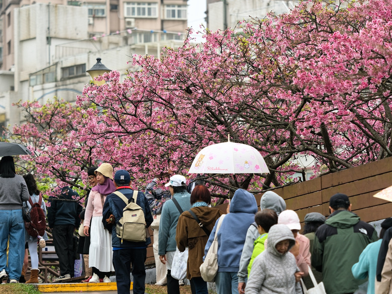 樂活公園-櫻花季-2026 OM 1 ii+OM 40-150mm f2.8