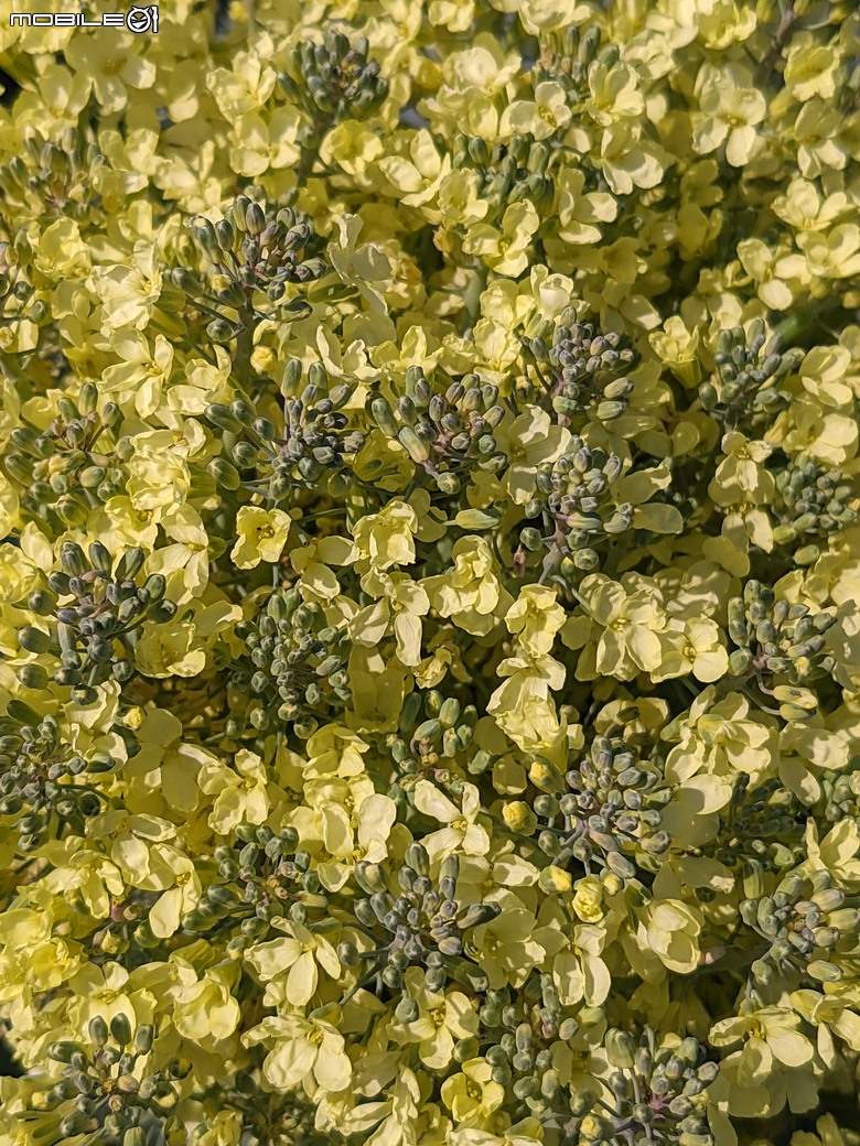 青花菜(花椰菜)開花 台南市仁德區二仁溪堤防旁 02/01
