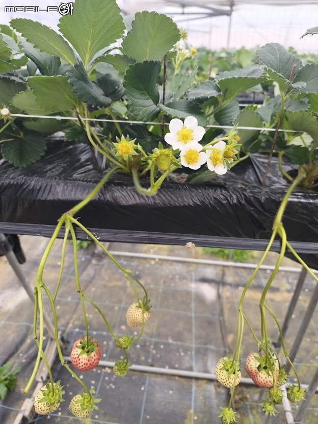 【小惡魔驫到成功】實體等比例鋼彈,一蘭拉麵,Firsty eSIM 及小米 輔助通話 妙用無窮..