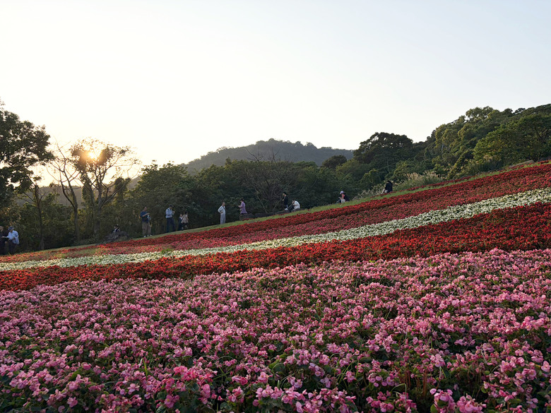 北投三層崎公園 | 春色繽紛的浪漫花海