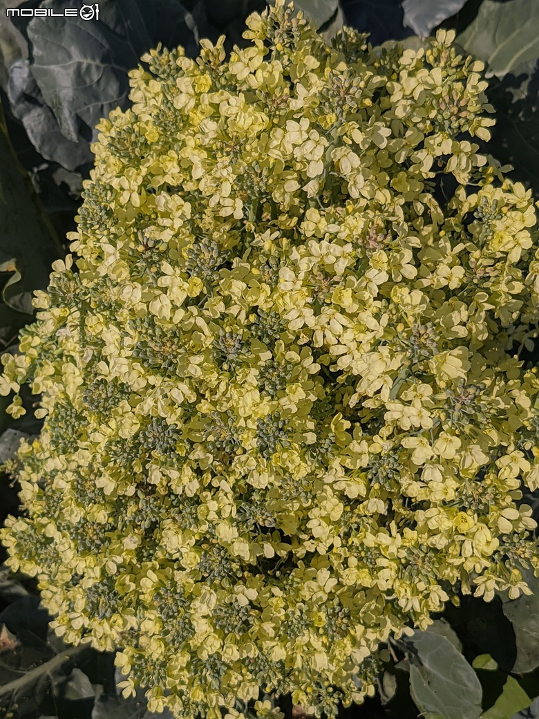 青花菜(花椰菜)開花 台南市仁德區二仁溪堤防旁 02/01