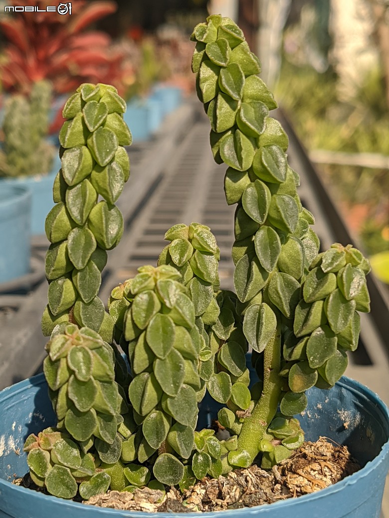多肉植物 台南市歸仁區七甲花卉區 02/01