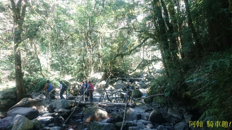 【上帝的部落 - 司馬庫斯】 巨木群歷經颱風後的驚人變化