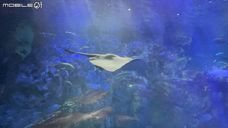 【小惡魔驫到成功】九州必訪！大分海之卵水族館超乎預期，三代同行也能玩得很開心