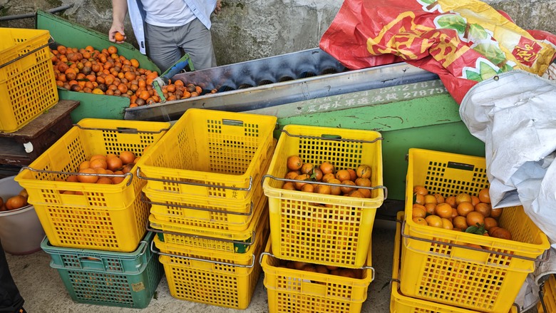 【小惡魔驫到成功】我們家的兩天一夜露營車老街之旅 - 仙草博物館 / 關西鎮農會 / 內灣老街 / 威尼斯露營車 / 溫家果園採橘子 / 紅鱻小館
