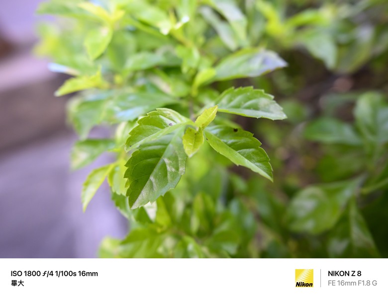 Sony FE 16mm F1.8G轉接Z8測試