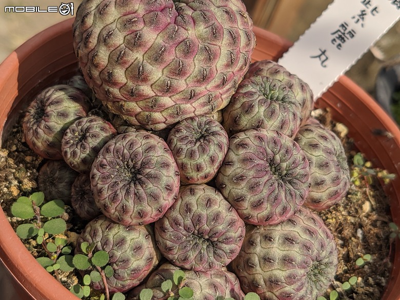 多肉植物 台南市歸仁區七甲花卉區 02/01