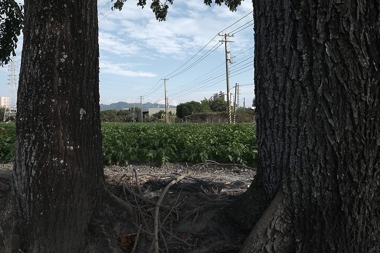 Fuji XF16mmF1.4 遠拍近看迎新春