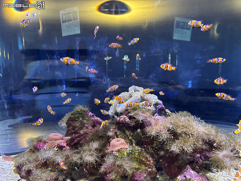 【小惡魔驫到成功】九州必訪！大分海之卵水族館超乎預期，三代同行也能玩得很開心