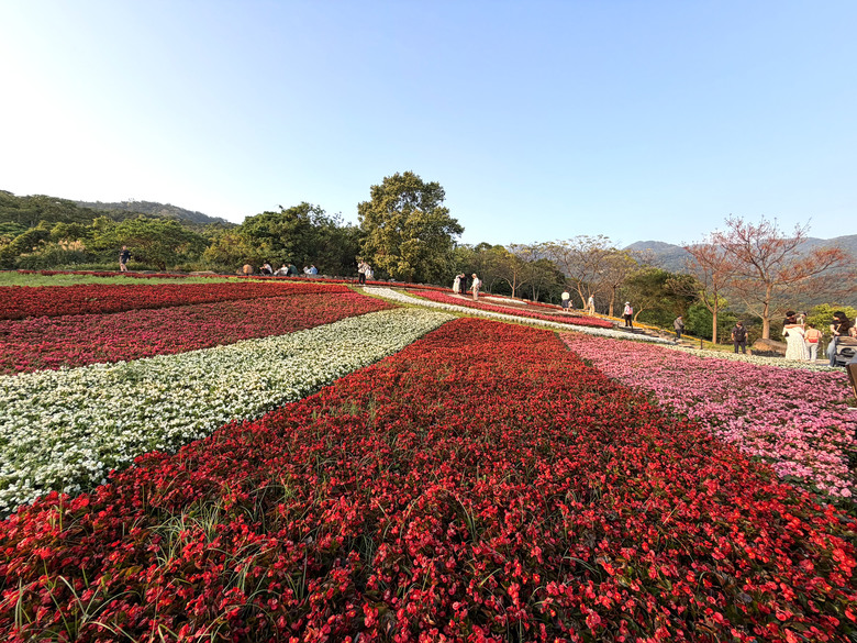 北投三層崎公園 | 春色繽紛的浪漫花海