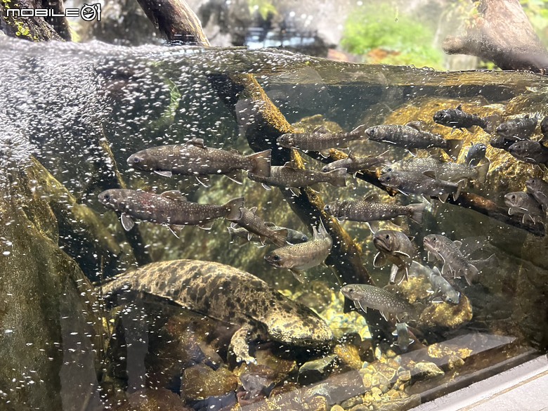 點我看大圖 【小惡魔驫到成功】2026 關西親子旅行 Day8|須磨海洋世界,水花與約會的一天