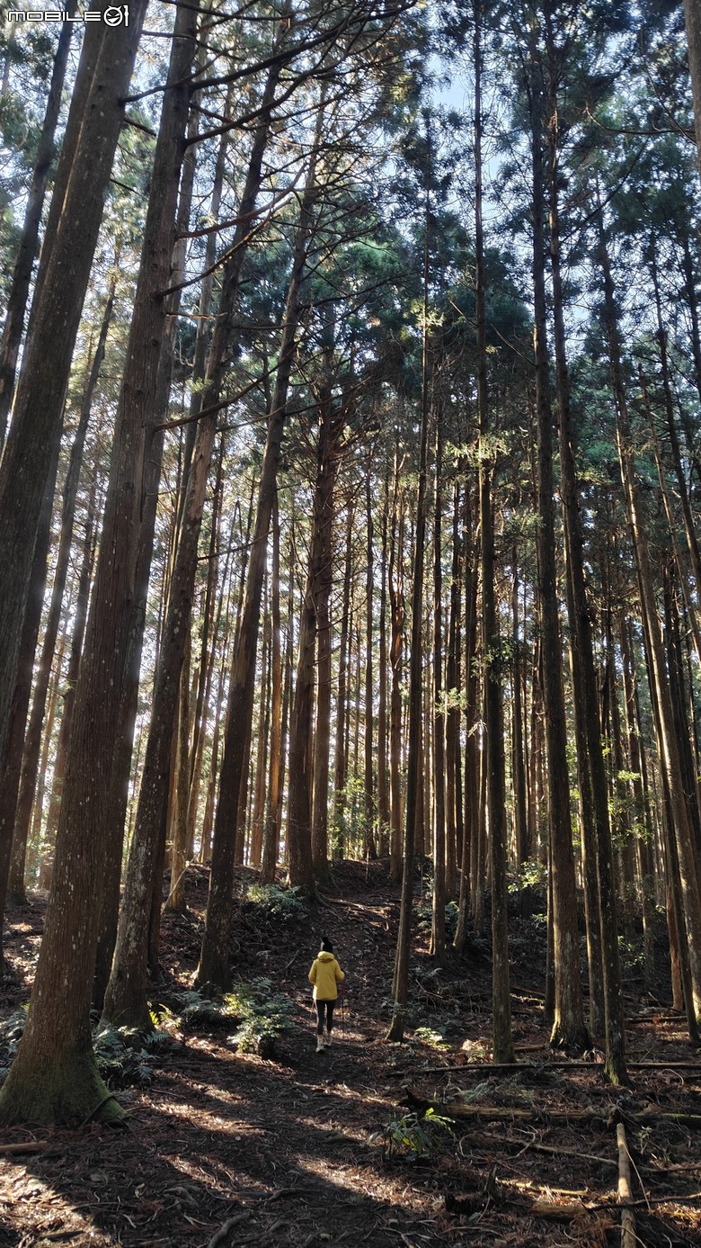 高島縱走柳杉林魔幻光景