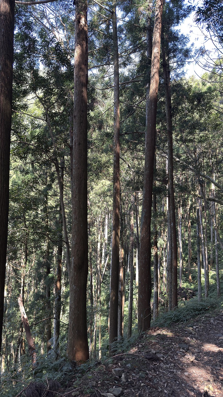 志繼山・東眼山・拉卡山 O 型縱走觀察紀錄 l ZEISS SFL 10x30 雙筒望遠鏡