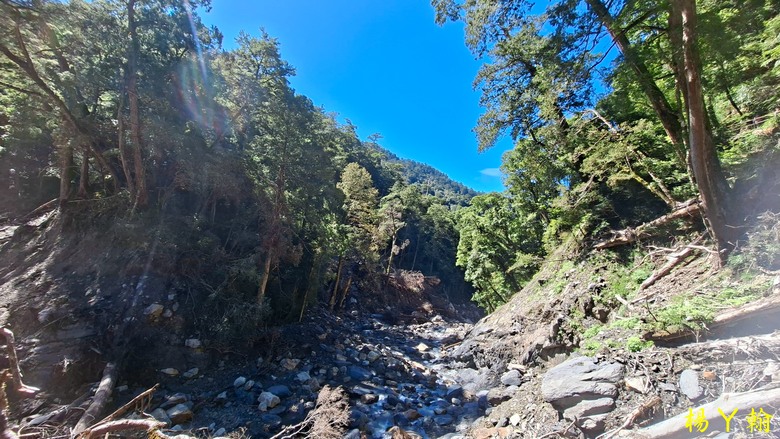 【上帝的部落 - 司馬庫斯】 巨木群歷經颱風後的驚人變化