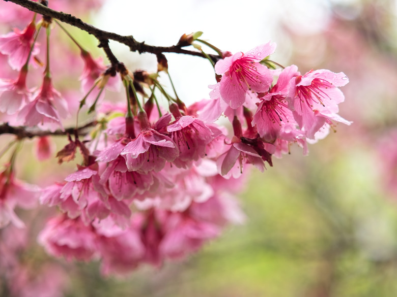 樂活公園-櫻花季-2026 OM 1 ii+OM 40-150mm f2.8