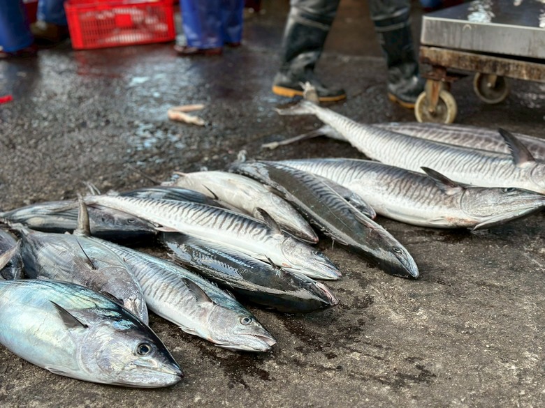 【小惡魔驫到成功】東澳粉鳥林漁港丨買魚初體驗丨粉鳥林秘境