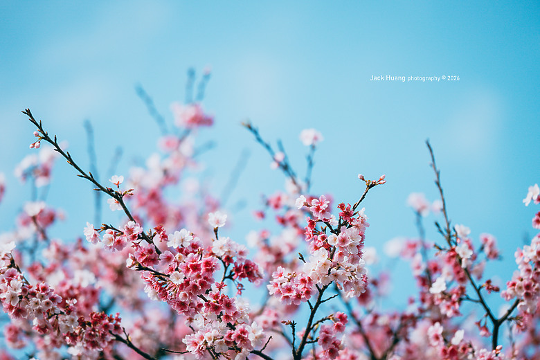 城市裡的櫻花 ZR首拍