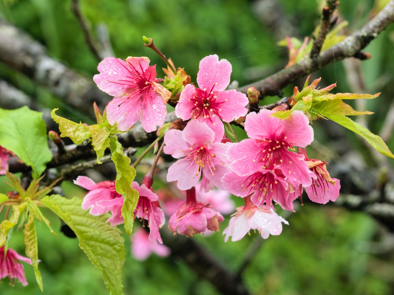 樂活公園-櫻花季-2026 OM 1 ii+OM 40-150mm f2.8