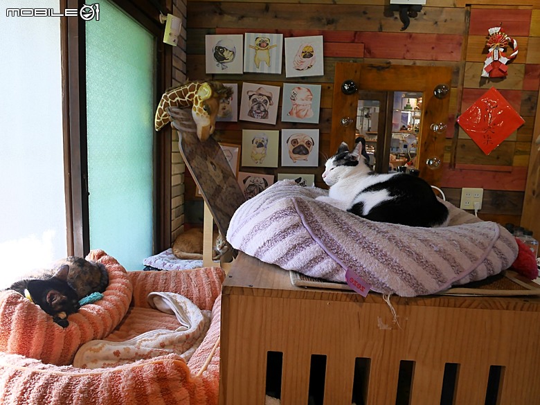 【小惡魔驫到成功】黃金海岸、漁光島、原臺灣總督府專賣局臺南支局鹽埕分室，到漫漫弄吸貓 — 2026年新年走春 第三站