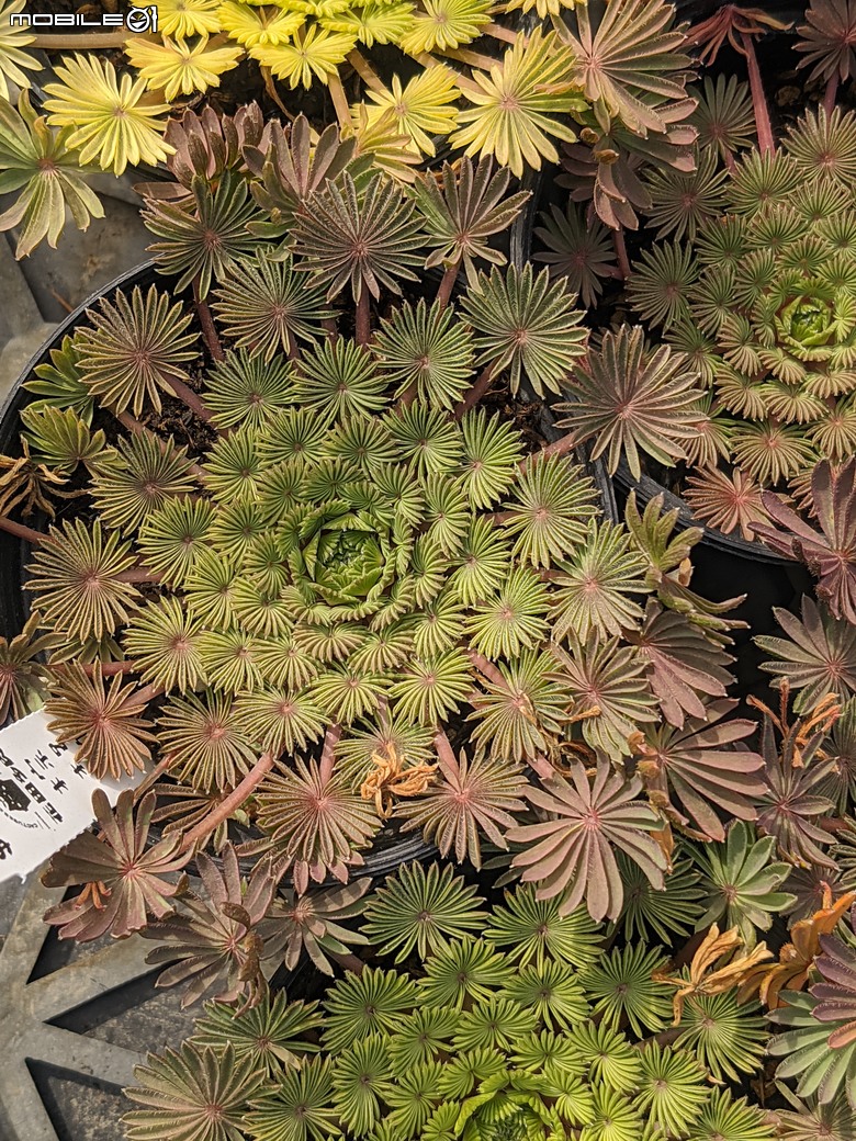 多肉植物 台南市歸仁區七甲花卉區 02/01