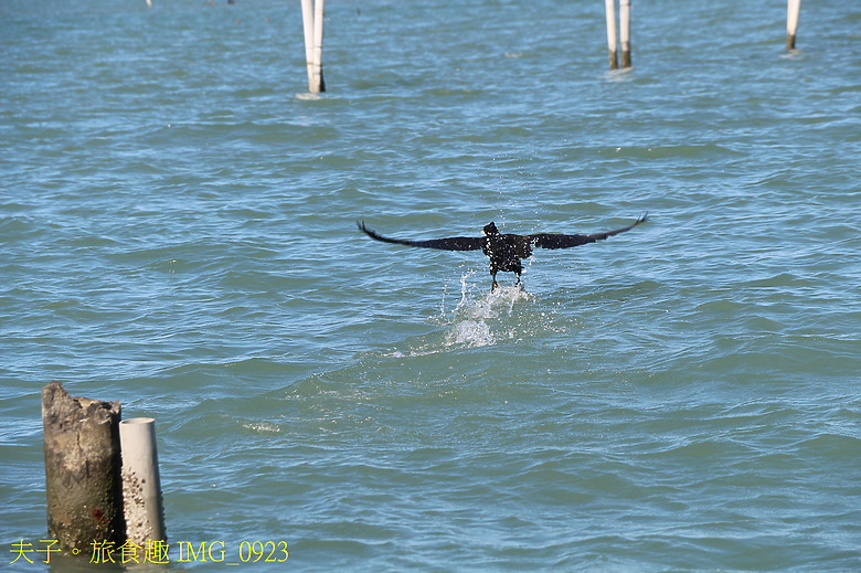 點我看大圖 龍海號生態之旅 七股潟湖近距離觀察鸕鶿