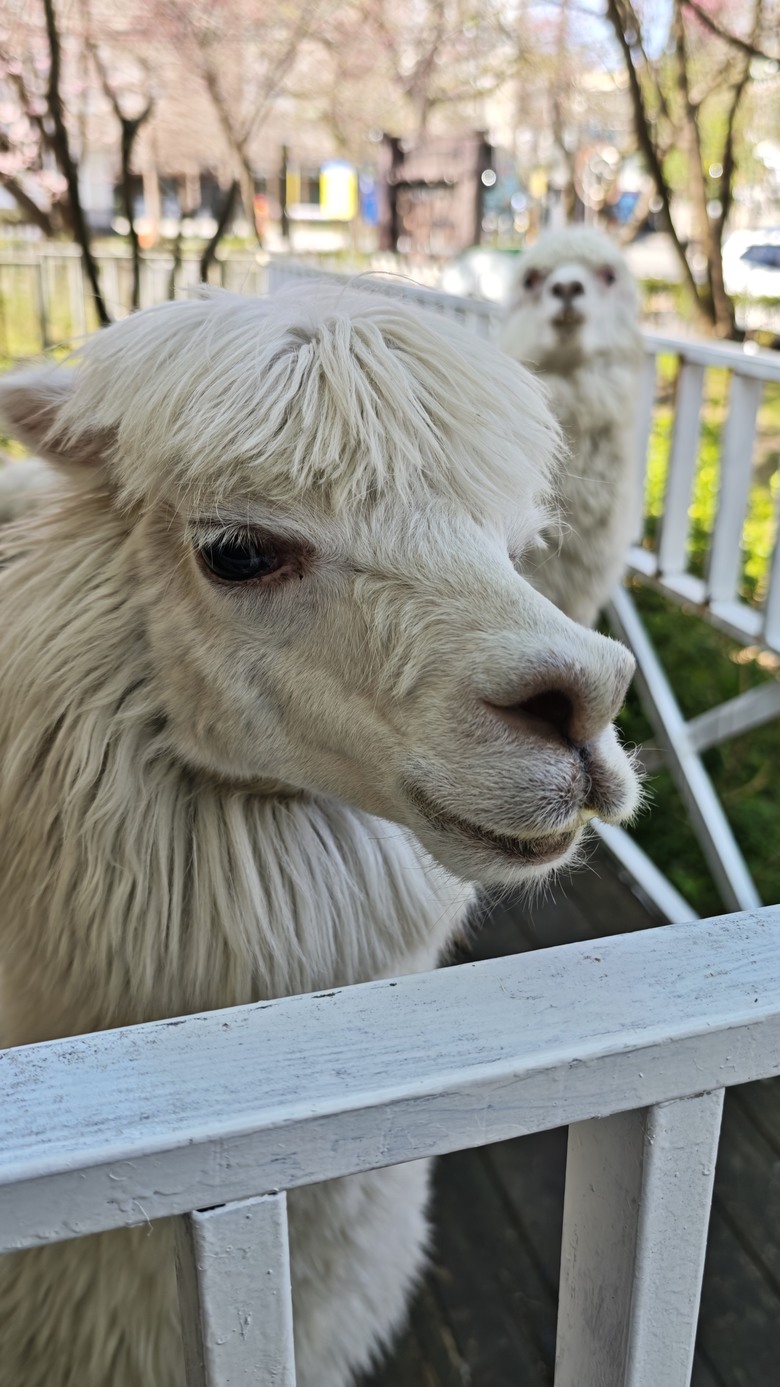 【小惡魔驫到成功】我們家的三天兩夜北宜之旅 - Day1~Day2 大直維多麗亞酒店 / 美麗華商圈走春 / 大衛小小羊