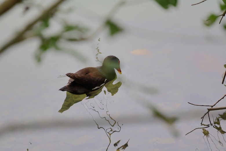 【遊記】一座以「國花」命名的湖泊，先人真的很有想像力，梅花湖 - 大漠國渡