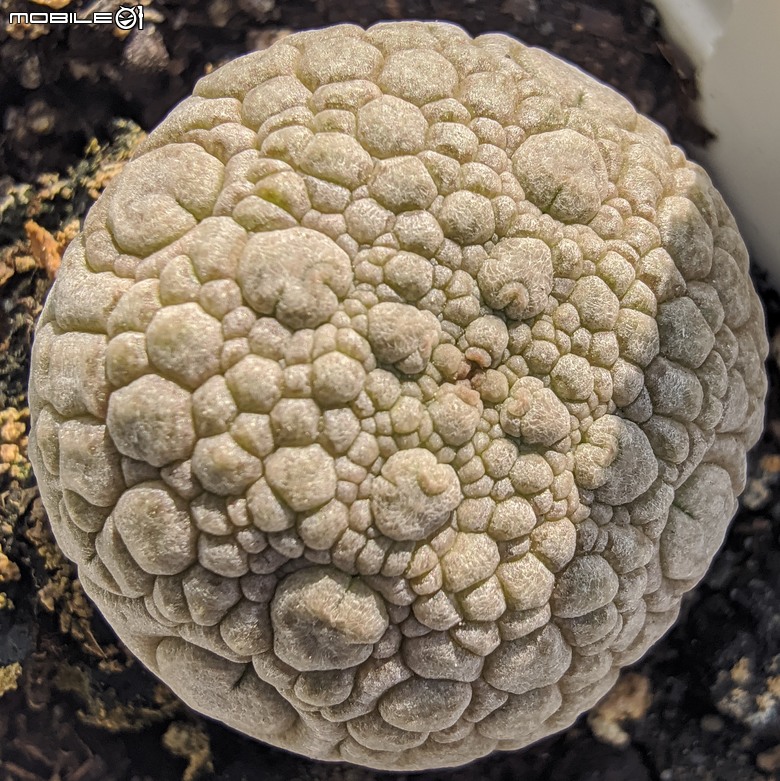 多肉植物 台南市歸仁區七甲花卉區 02/01