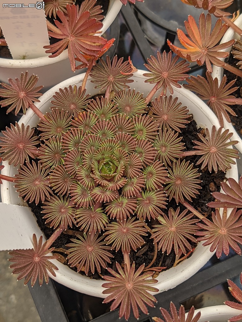 多肉植物 台南市歸仁區七甲花卉區 02/01
