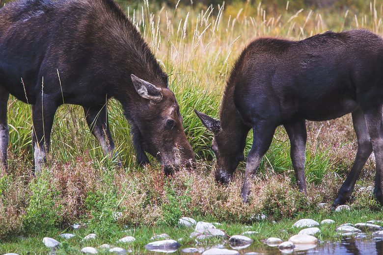 一個人一台車一路向北直到世界的盡頭 – 兩個月的公路露營旅行 – EP 11 – 河中央的那一眼