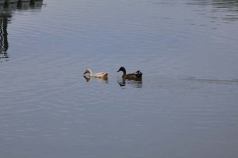 【遊記】一座以「國花」命名的湖泊，先人真的很有想像力，梅花湖 - 大漠國渡