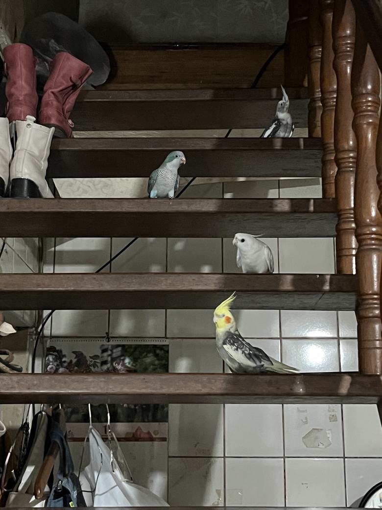 點我看大圖 【小惡魔驫到成功】原來鸚鵡也會吃醋,陪伴才能解開心結