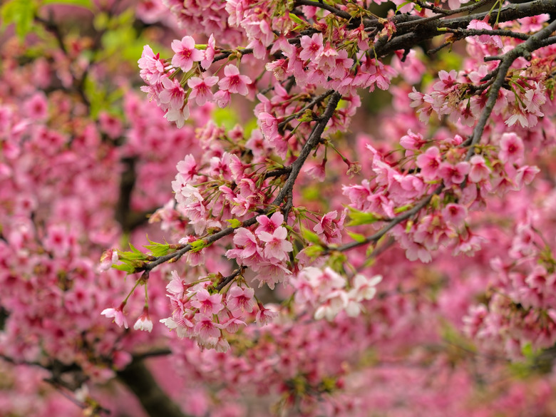 樂活公園-櫻花季-2026 OM 1 ii+OM 40-150mm f2.8