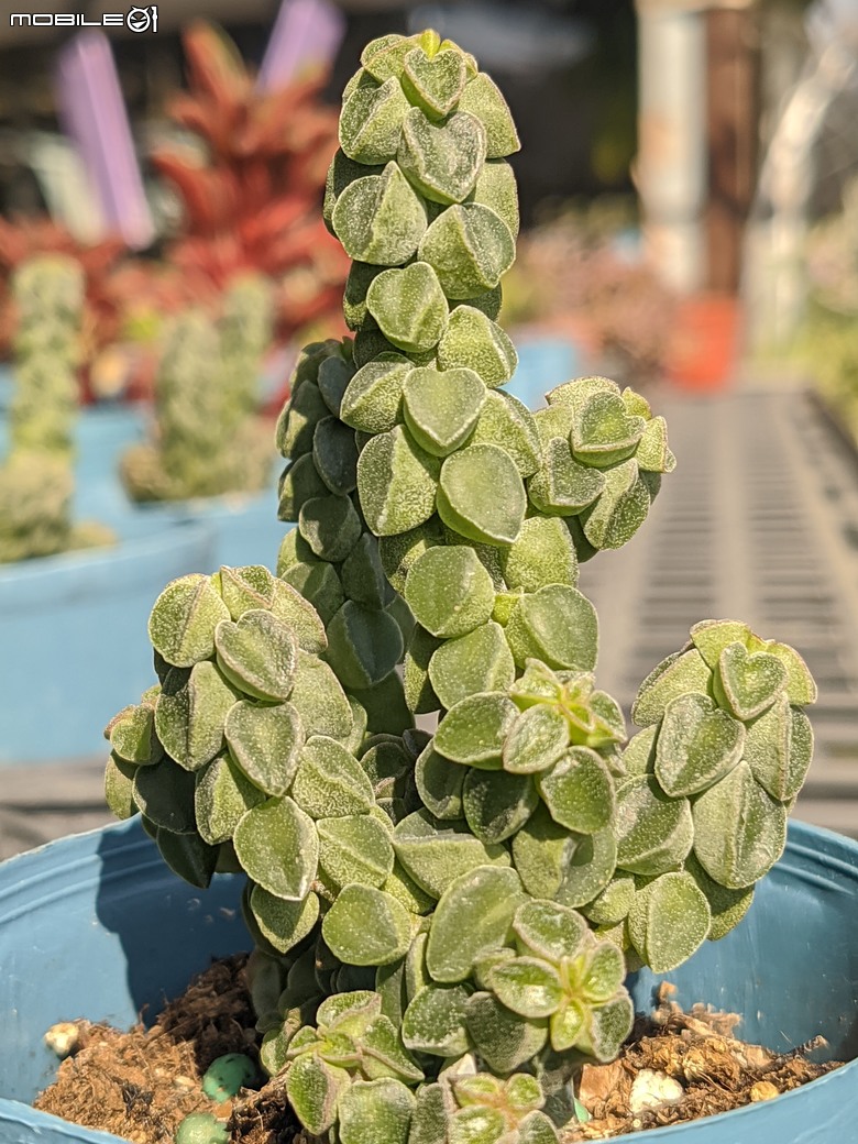 多肉植物 台南市歸仁區七甲花卉區 02/01