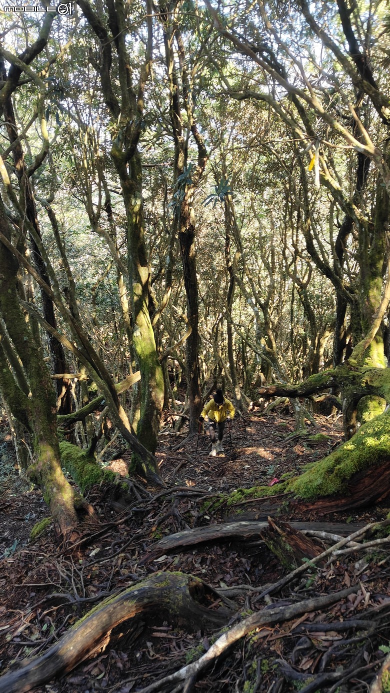 高島縱走路旁殘冰