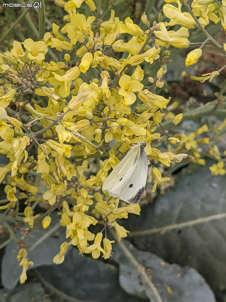 青花菜(花椰菜)開花 台南市仁德區二仁溪堤防旁 02/01