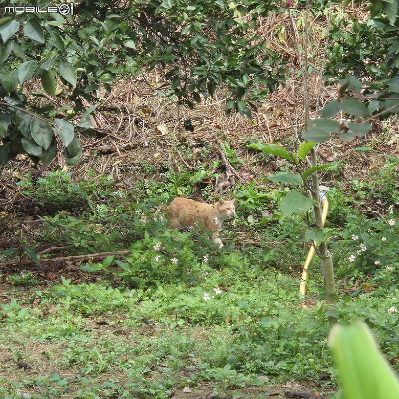 【健行】被譽為「新竹版日月潭」的峨眉湖，走了趟環湖步道，但是...!