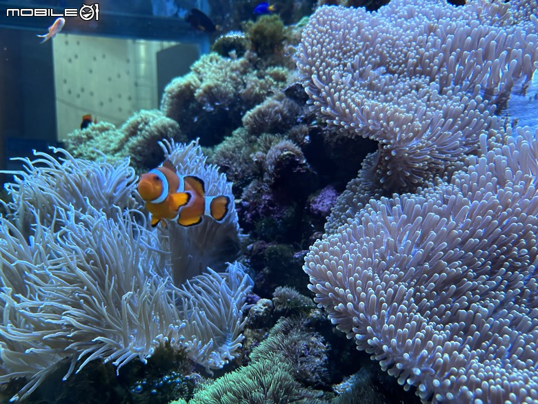 【小惡魔驫到成功】九州必訪！大分海之卵水族館超乎預期，三代同行也能玩得很開心