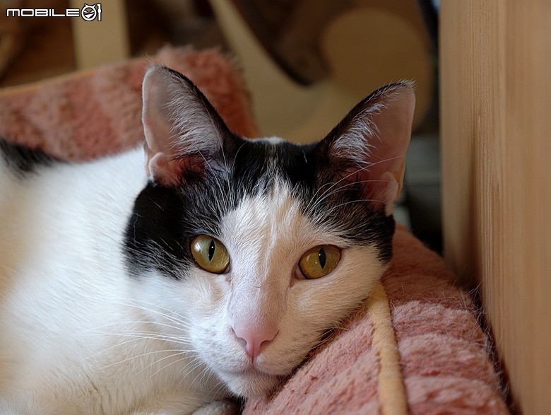 【小惡魔驫到成功】黃金海岸、漁光島、原臺灣總督府專賣局臺南支局鹽埕分室，到漫漫弄吸貓 — 2026年新年走春 第三站