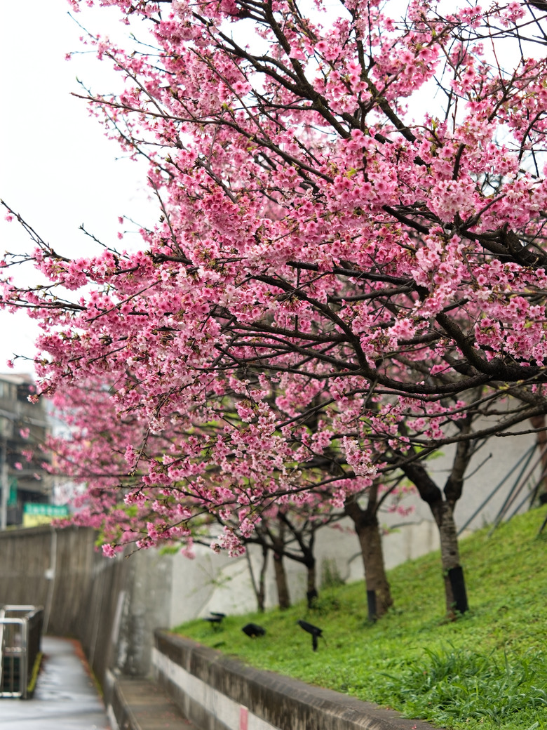 樂活公園-櫻花季-2026 OM 1 ii+OM 40-150mm f2.8