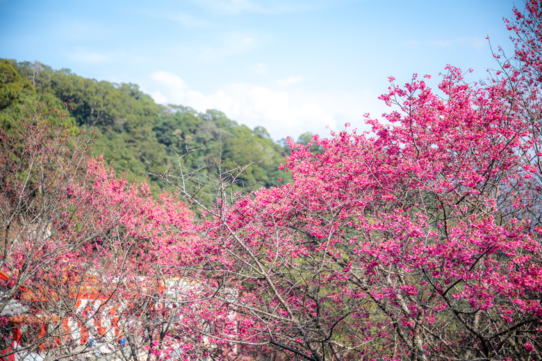 【小惡魔驫到成功】苗栗櫻花序曲：住進貓頭鷹哈比屋，遇見山巔的粉色浪漫