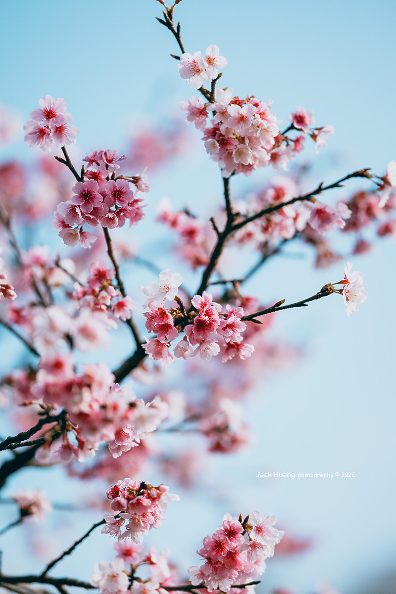 城市裡的櫻花 ZR首拍