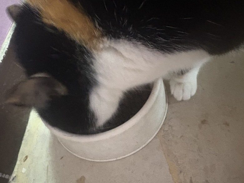 【心得分享】11歲挑嘴美魔女的逆襲！終於找到讓她秒殺的「歐娜特」鮮肉糧