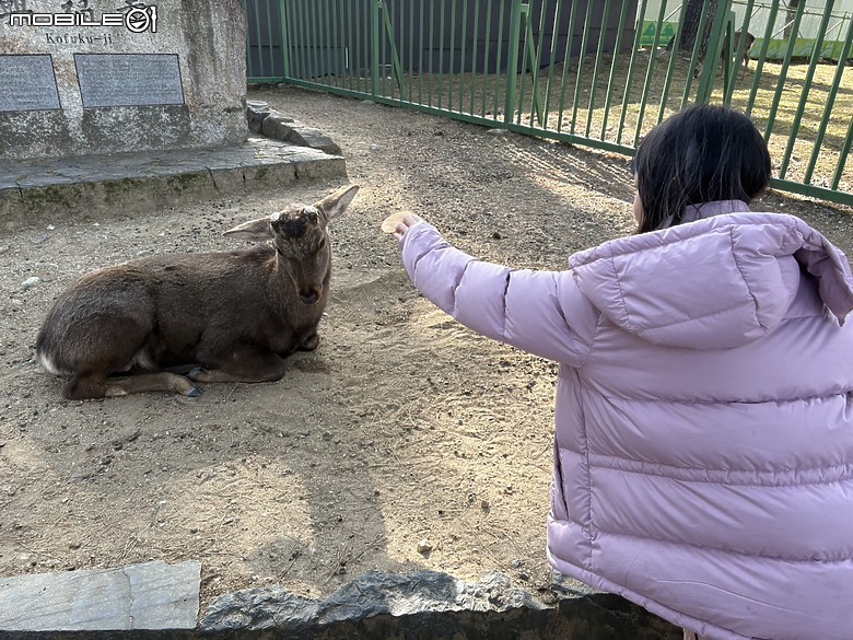 點我看大圖 【小惡魔驫到成功】2026 關西親子旅行 Day4|奈良散策,然後散到整天大延誤